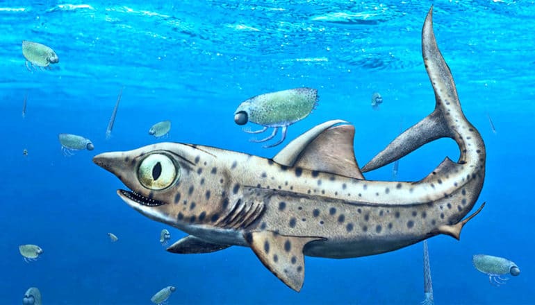 The spotted prehistoric shark has small teeth and large eyes