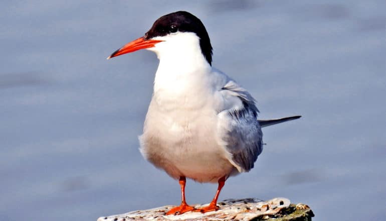 A tern sits on a wooden pole with water in the background