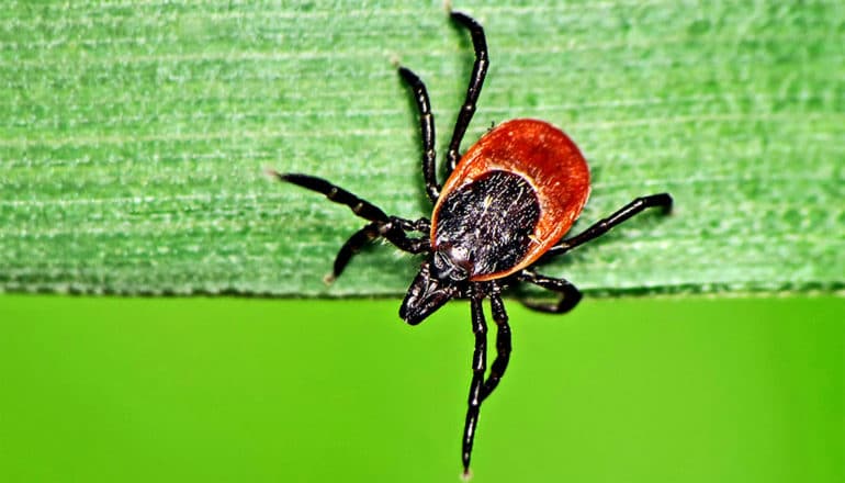 A tick crawls on a green leaf