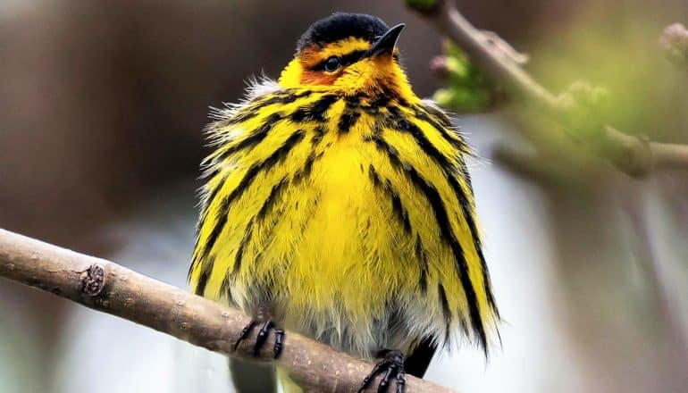 yellow warbler with black cap and stripes on sides fluffs plumage on branch