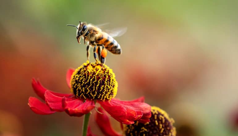 bee on red flower with yellow center