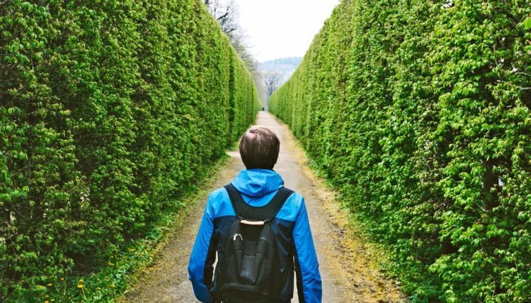 A man walks through a hedge maze