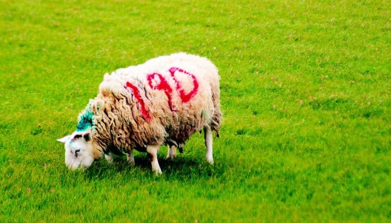 A sheep eats grass with a large 19D written in red on it's side