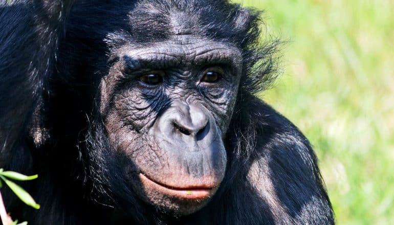 A bonobo's face with grass in the background