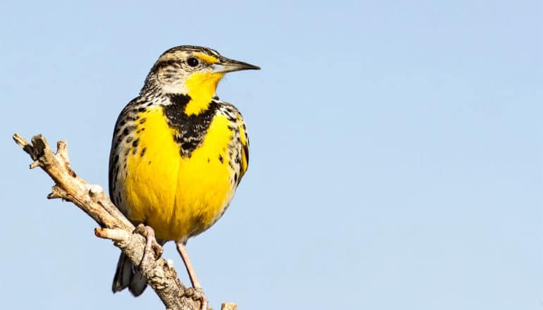 A yellow bird perches on a branch against a pale blue sky