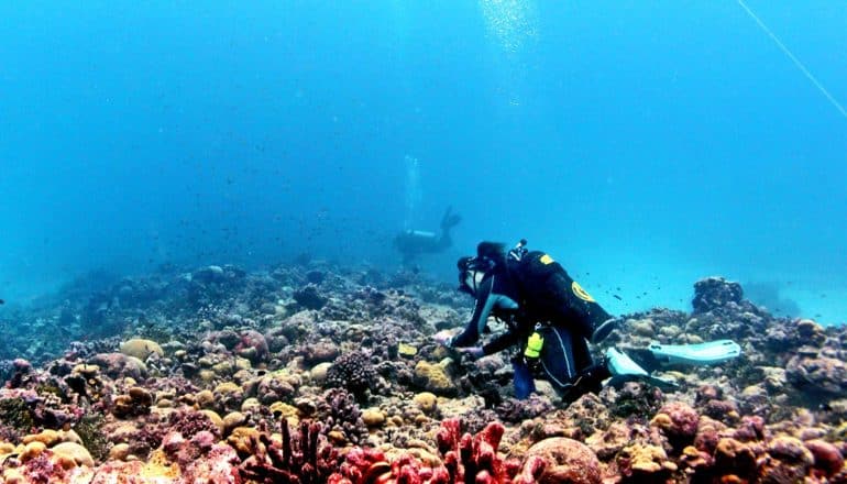 Researchers scuba dive near a large patch of corals