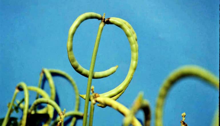 Cowpeas curl against a blue background