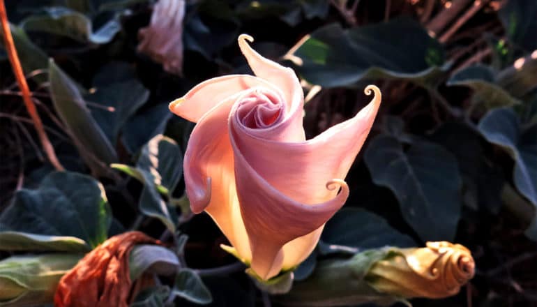 A pink datura wrightii blossom