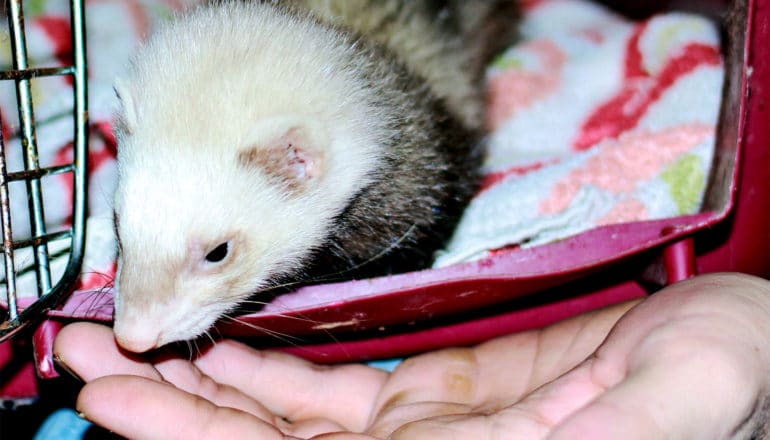 A ferret pokes its head out of an open pet carrier to lick a person's finger