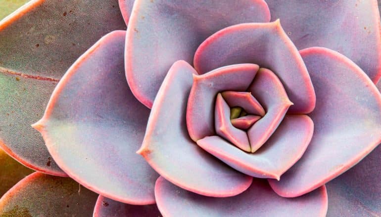 fractal pattern in succulent