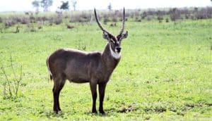 A waterbuck stands alone in a green field