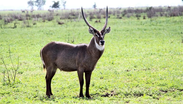 A waterbuck stands alone in a green field