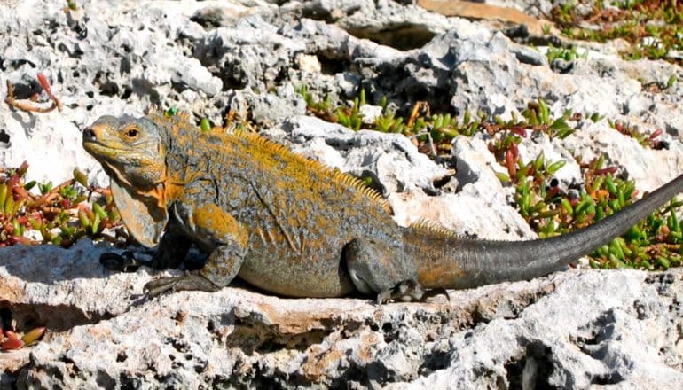 iguana on rocks