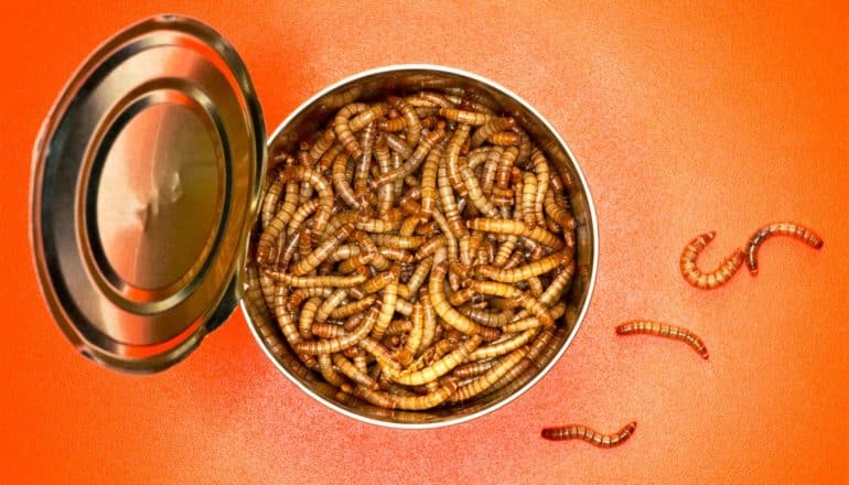 An open can of mealworms on an orange background