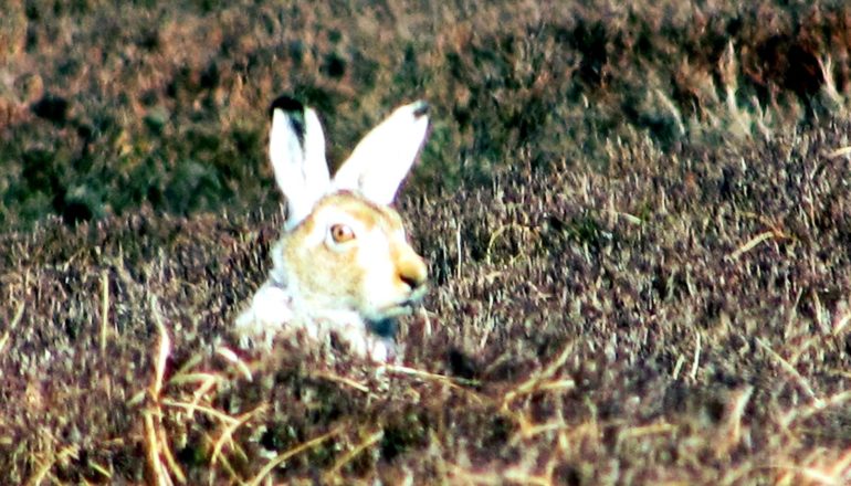 A white mountain hare pops its head above brown grass