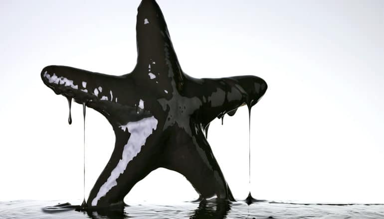 A starfish is covered in black oil