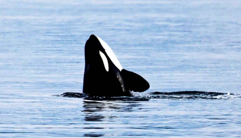 An orca coming above the surface of the water