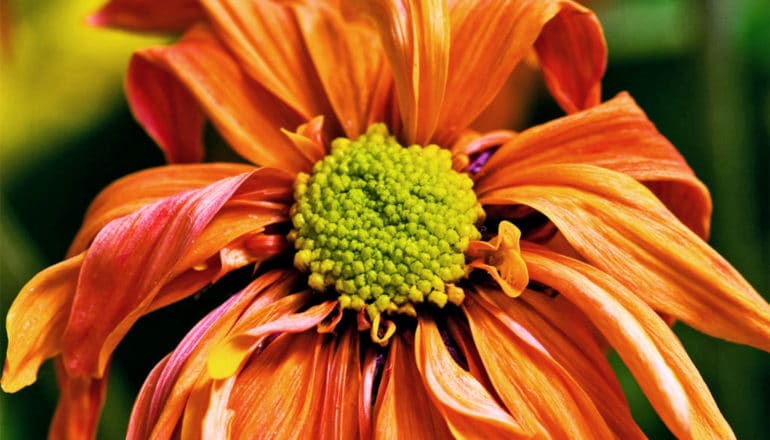 An orange flower with a green center is dying with petals wilting