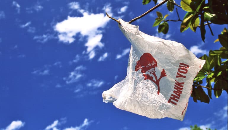 A plastic bag hanging from a tree has the words "Thank You" on it