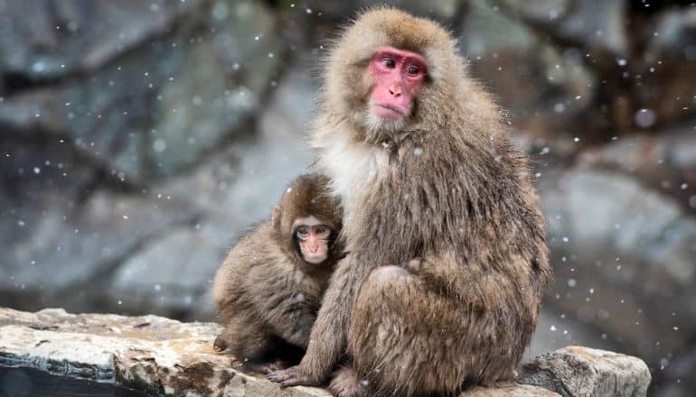 mother and baby rhesus macaque