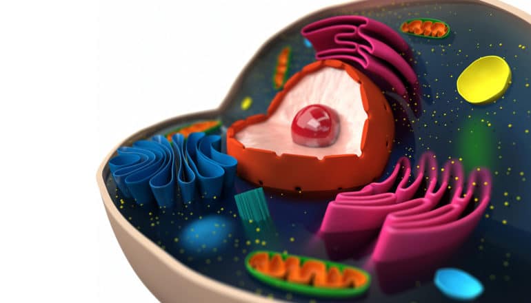 model of organelles in cell