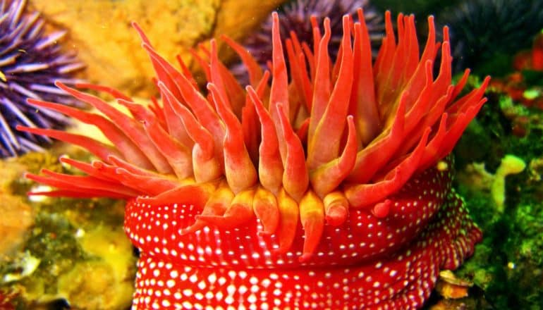 A bright red sea anemone under water