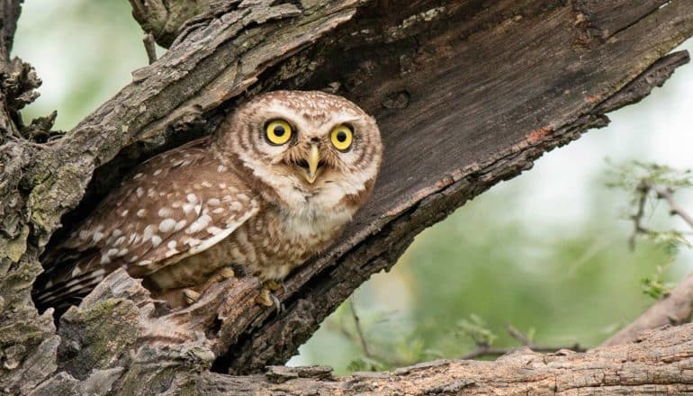 spotted owl in hollow branch