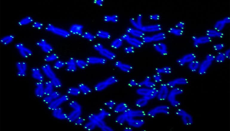 Telomeres show up green on blue chromosomes against a black background