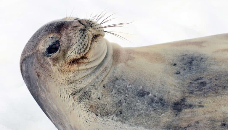 seals looks up