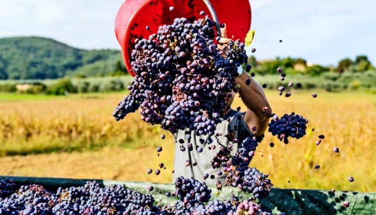 A person dumps a bucket of grapes into a larger container