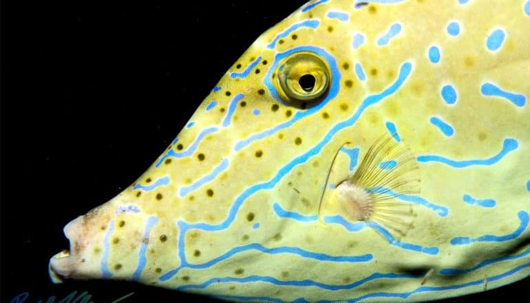 A yellow and blue-striped fish on a black background