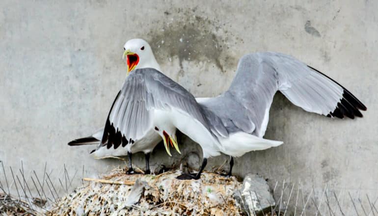 two gull-like birds on nest against cement wall