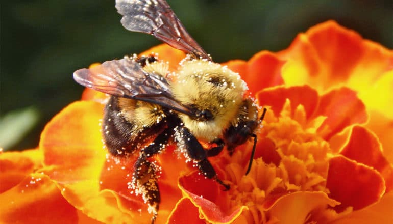 A bee covered in pollen stands on an orange flower