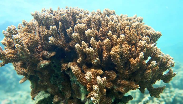 A coral in blue-green ocean water