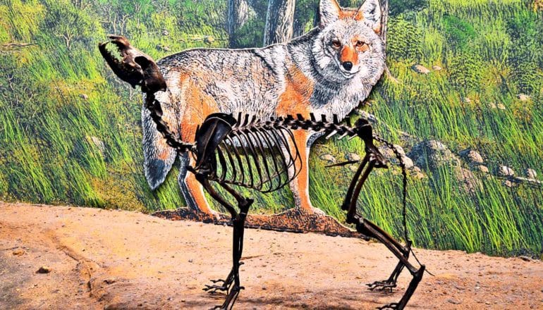 A dire wolf skeleton and an illustration of the dire wolf on the wall behind it