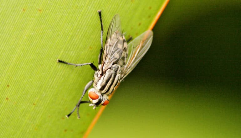 fly with red eyes on green leaf