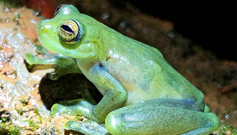 A bright green glass frog