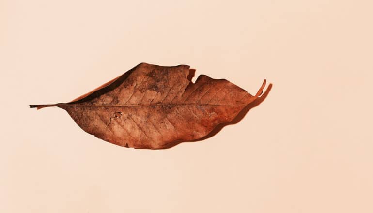 dead leaf