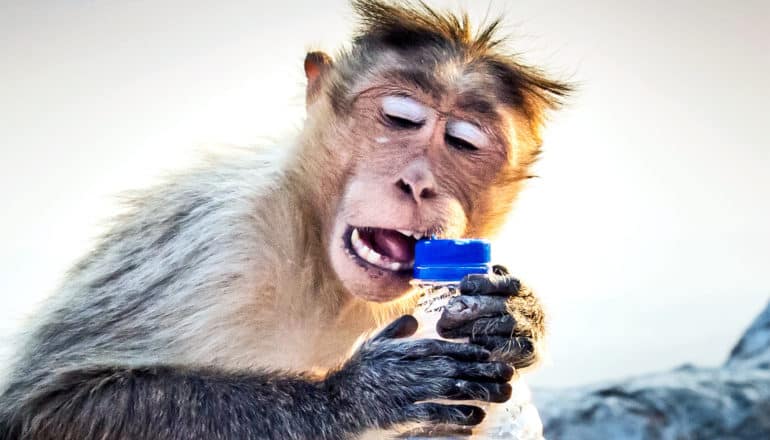 A monkey tries to use its mouth to open a plastic water bottle