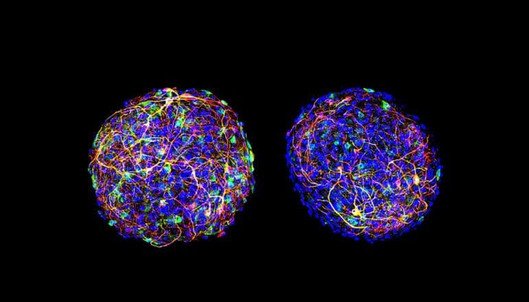 two balls of cells, one more blue than the other