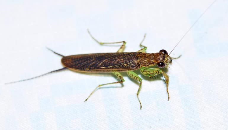 preying mantis from above on white