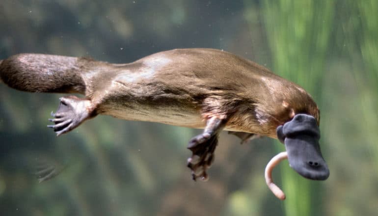 platypus swims with worm in beak