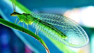 A green lacewing insect in profile with delicate wings held back