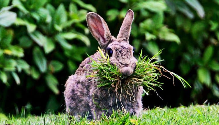 A wild rabbit has its mouth full of grass and leaves