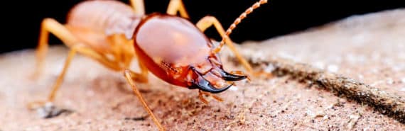 A termite walks over a brown leaf in close-up