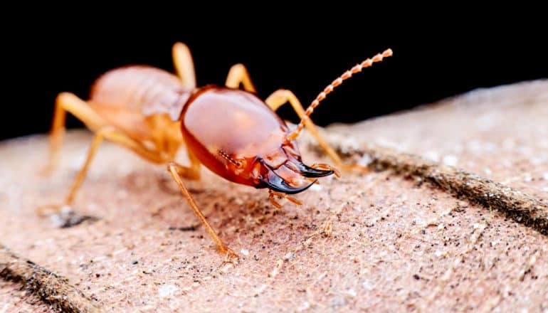 A termite walks over a brown leaf in close-up