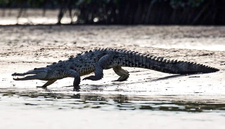 crocodile walks into water