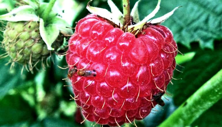 Fruit flies on a raspberry