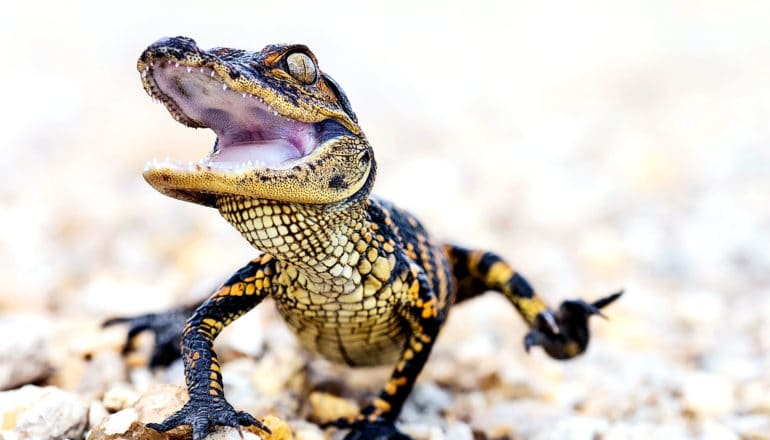 An alligator runs towards the camera with it's mouth open