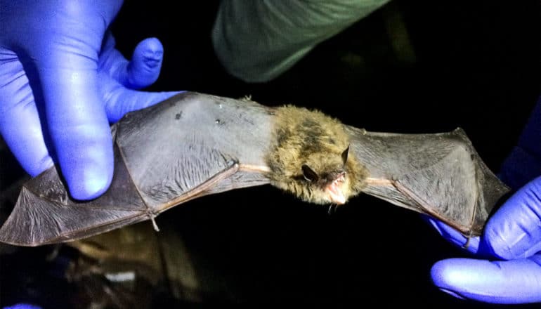 A researcher wearing purple gloves holds a bat